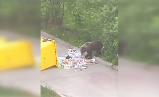 Медведь вышел к мусорной площадке в башкирском Межгорье