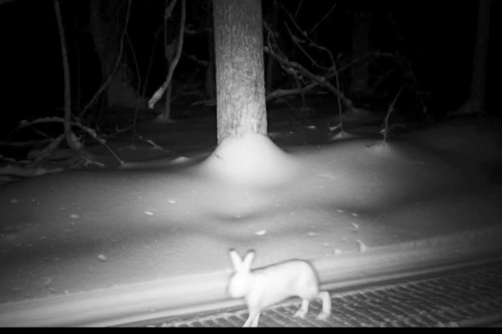 В Башкирии в фотоловушку попал заяц