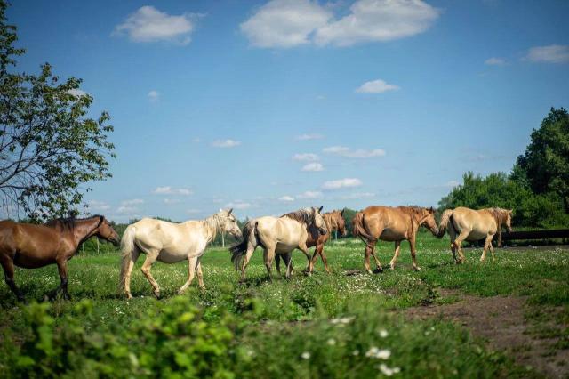 Башкирия будет учить Китай разводить лошадей
