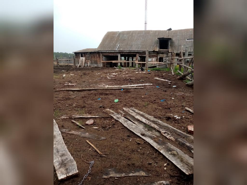 «Кости лошадей и бытовой мусор»: в Башкирии на базе отдыха в ужасных условиях держали животных