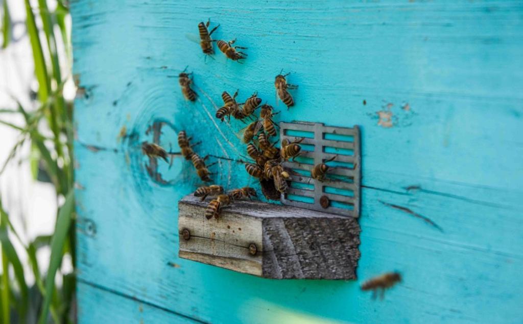 Компанию «Башкирская житница» назвали виновной в гибели пчел