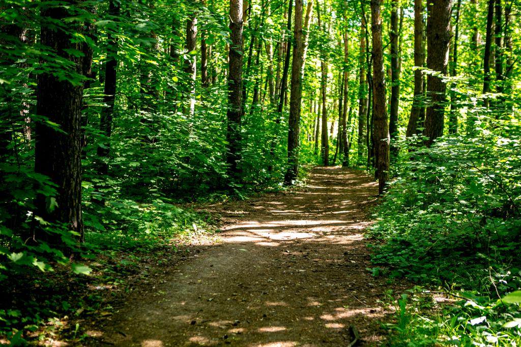 В районе Башкирии ввели карантин из-за опасного насекомого
