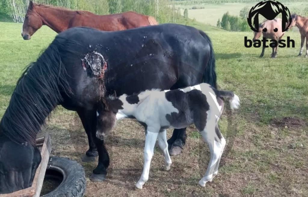 В Башкирии голодный медведь напал на лошадь