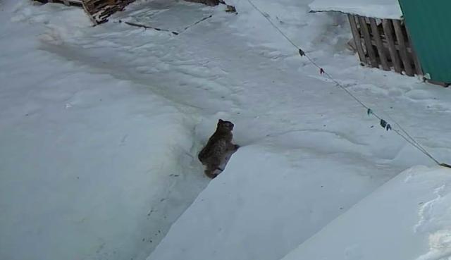 Видео: по улицам Белорецка гуляла рысь