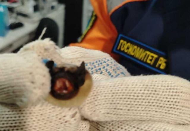 Летучая мышь залетела в квартиру жителей Кумертау