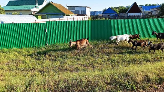 В Башкирии фермерам и предпринимателям разрешат заниматься племенным животноводством