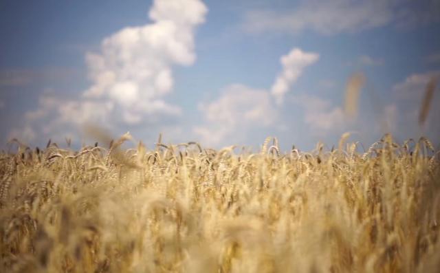 Хабиров объявил о начале уборочной страды в Башкирии