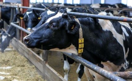 В Башкирии увеличили штрафы за бесконтрольный выпас скота