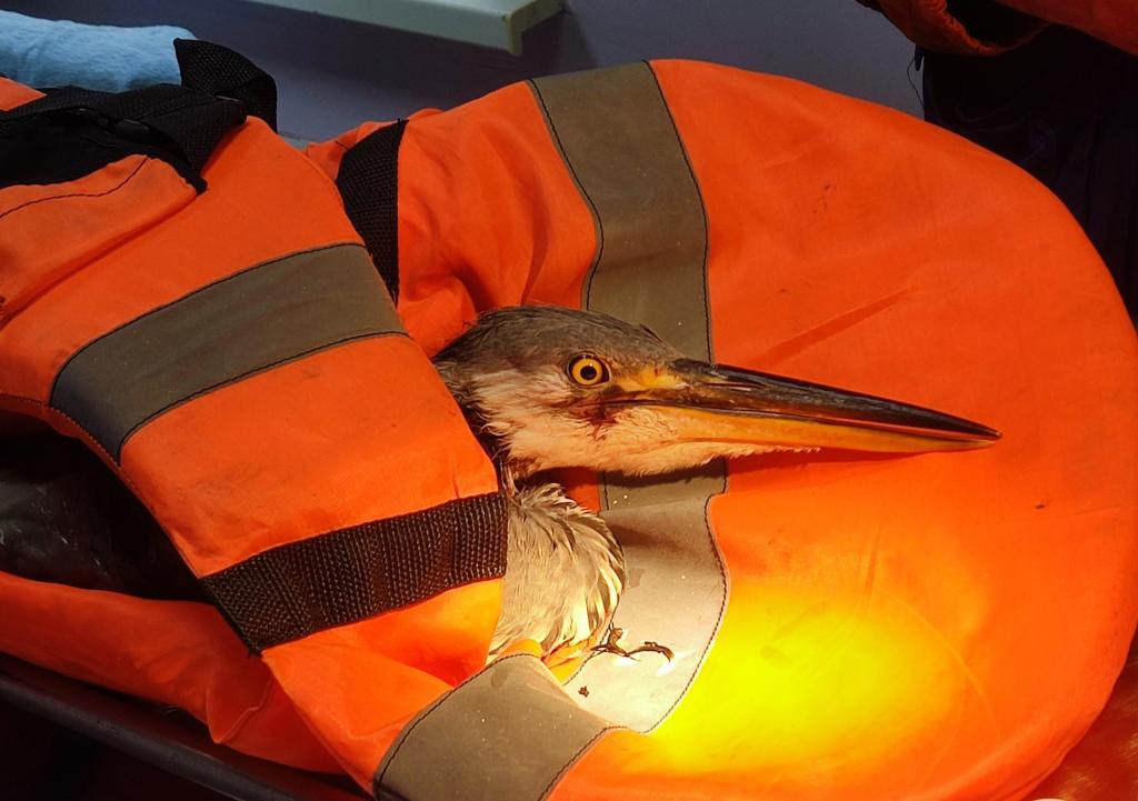 В Башкирии ветеринары спасли цаплю, проглотившую рыболовный крючок-тройник