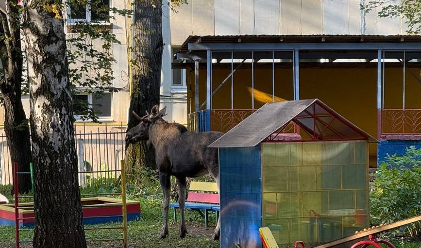 В Уфе из-за лося оцепили территорию детсада