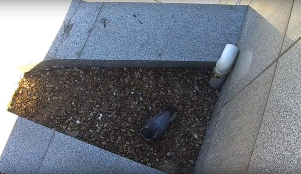 Соколы-сапсаны на крыше «Уралсиба» в Уфе готовятся стать родителями