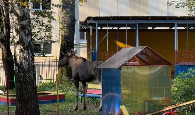 В Уфе из-за лося оцепили территорию детсада