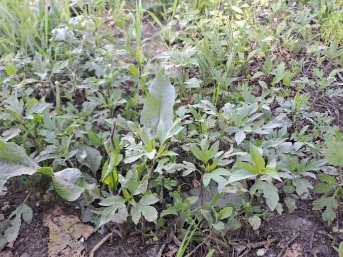 В районе Башкирии ввели карантин по амброзии