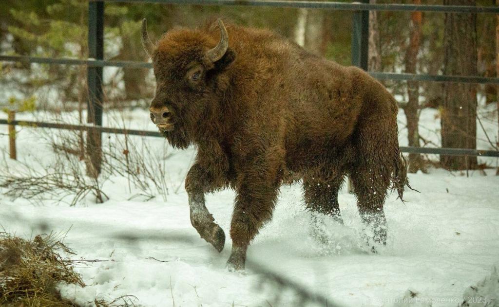 В Башкирию завезут еще одну партию зубров из Белоруссии