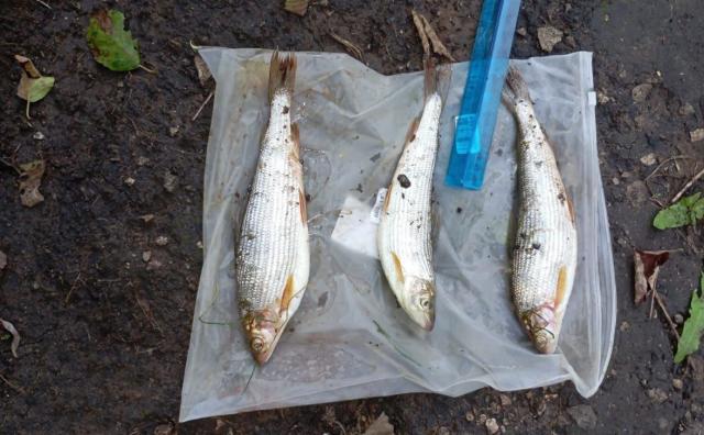 Жителю Башкирии грозит уголовное дело за трех пойманных хариусов