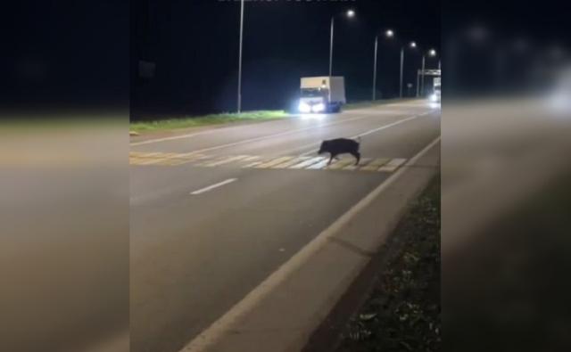 Соблюдающего правила кабана увидели на федеральной трассе в Башкирии