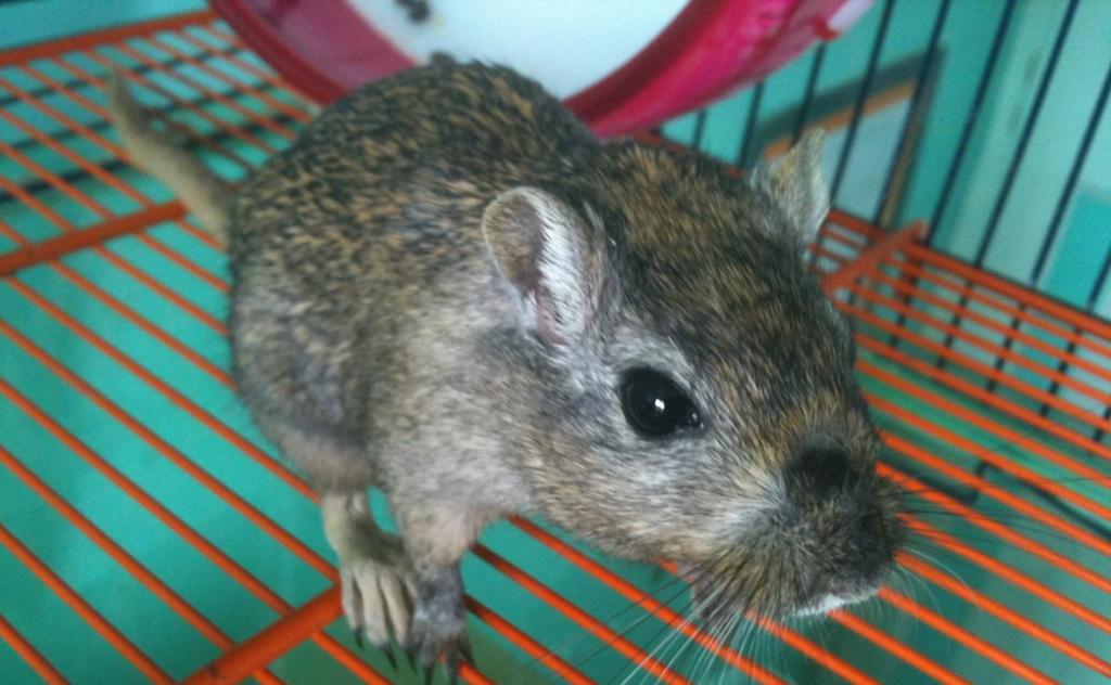 В Башкирии проверяют школу после видео с мышью в столовой