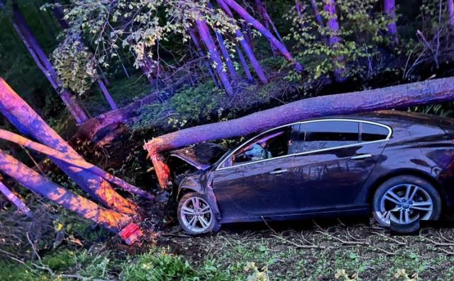 В столкновении машины с лосем в Башкирии погиб пассажир