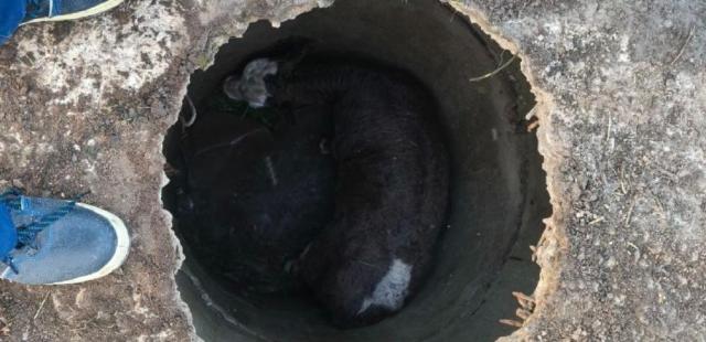 В Башкирии спасли теленка, упавшего в глубокий колодец