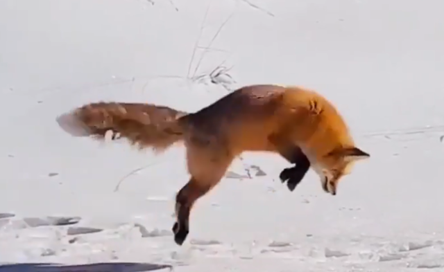 Видео: жители Башкирии засняли лису за охотой