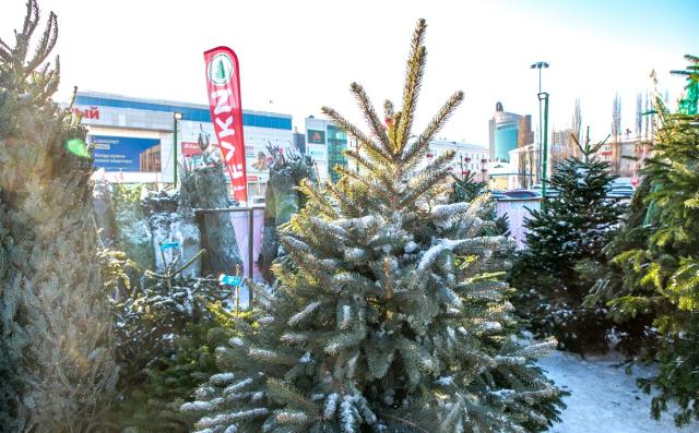 Жителя Башкирии будут судить за вырубку 150 новогодних деревьев