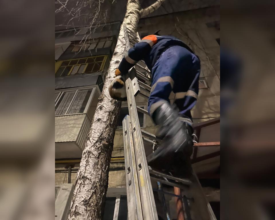 В Уфе спасатели сняли с дерева кошку