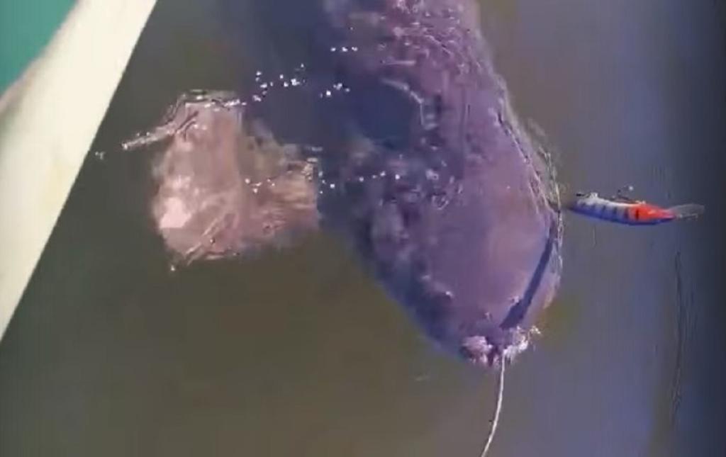 Двухметровый сом на Павловке полтора часа таскал лодку рыбака по водохранилищу