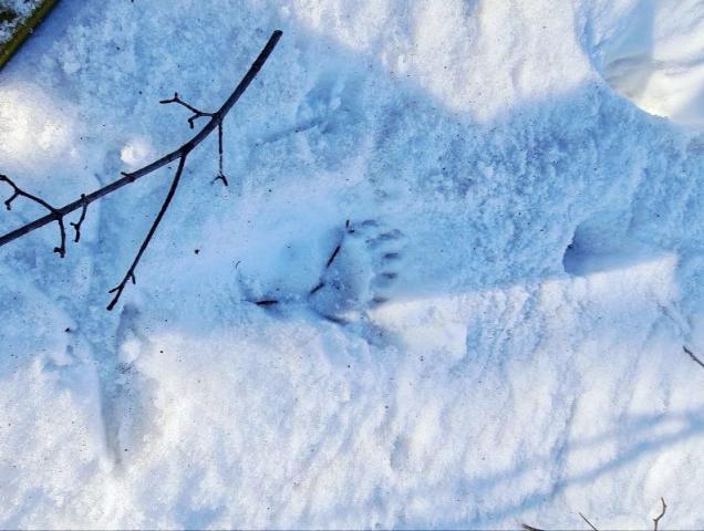 Первый медведь вышел из берлоги после спячки в нацпарке «Башкирия»