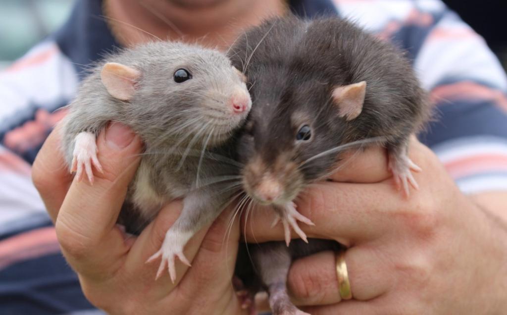    Роспотребнадзор прогнозирует увеличение численности грызунов в Башкирии