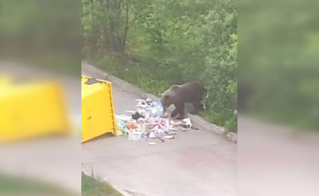 Медведь вышел к мусорной площадке в башкирском Межгорье