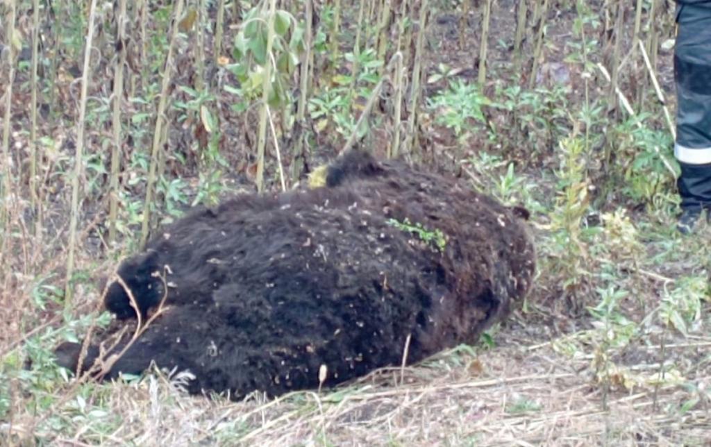 На дороге в Башкирии насмерть сбили медведя