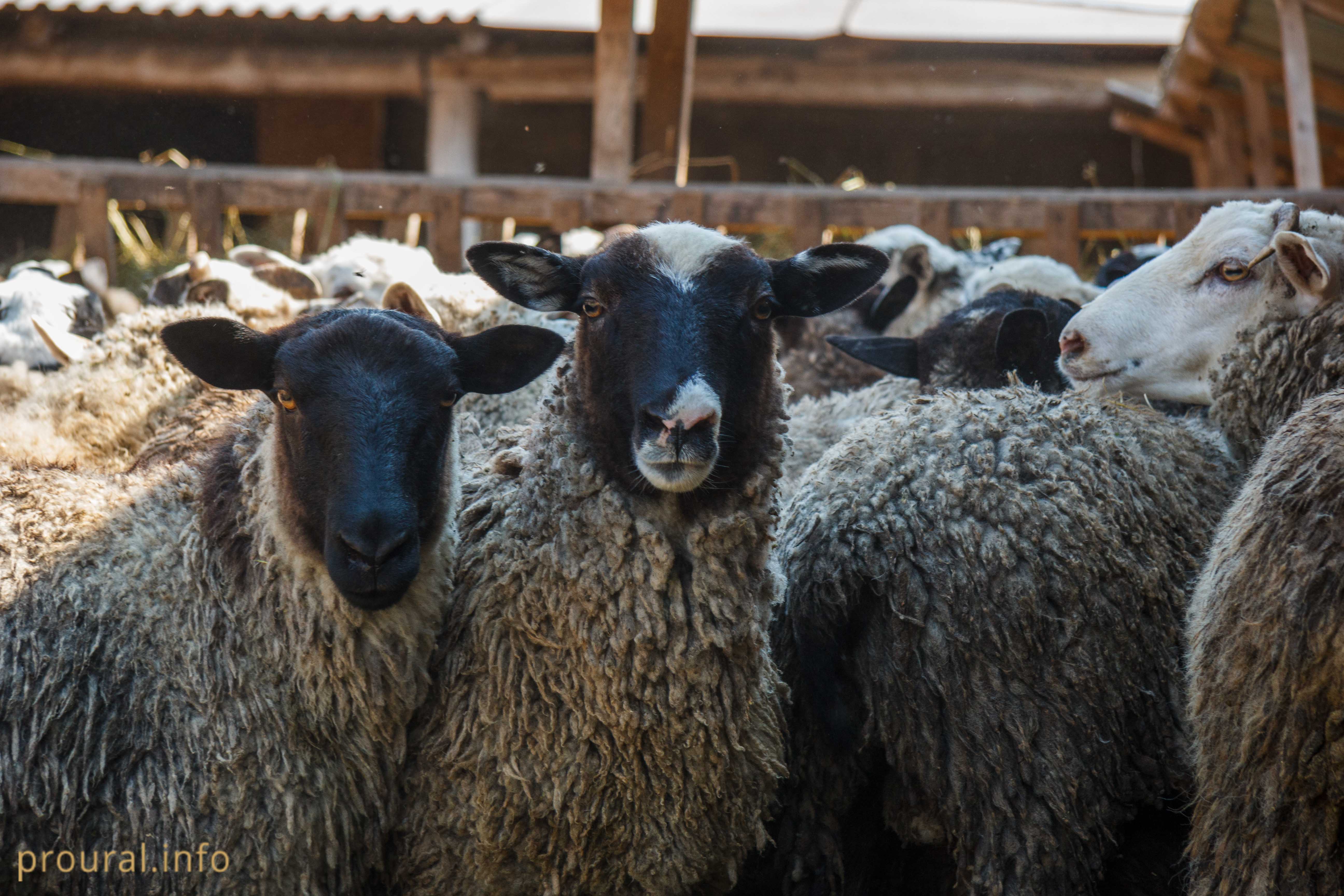 Последний день жизни жертвенного животного: фоторепортаж с бараньей фермы