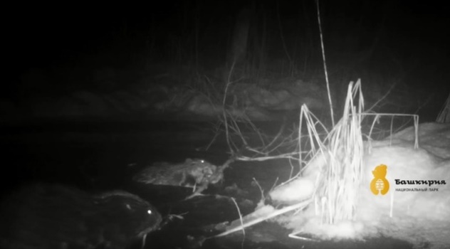 В национальном парке Башкирии два бобра не поделили ветку