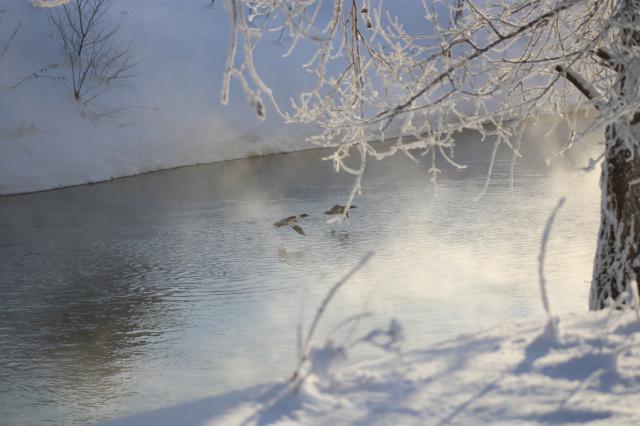 В нацпарке «Башкирия» провели перепись водоплавающих птиц