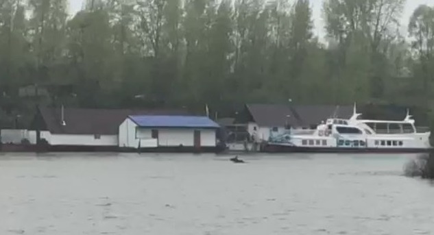 В Уфе сняли на видео лося, переплывающего реку