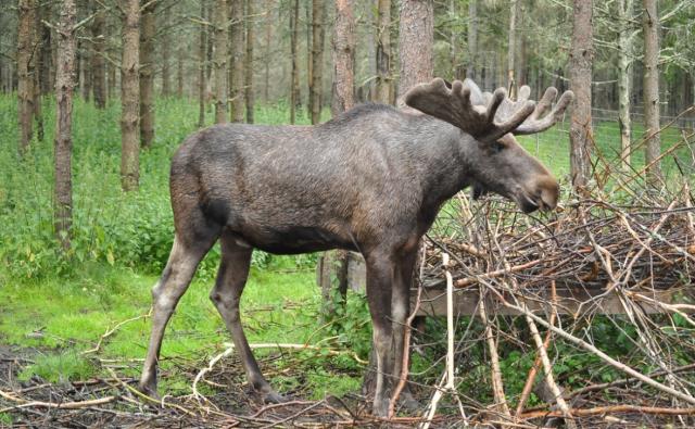 Жителя Башкирии оштрафовали за убийство лося