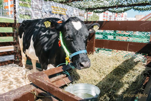 Башкирия вошла в топ-7 по уровню поддержки инвесторов