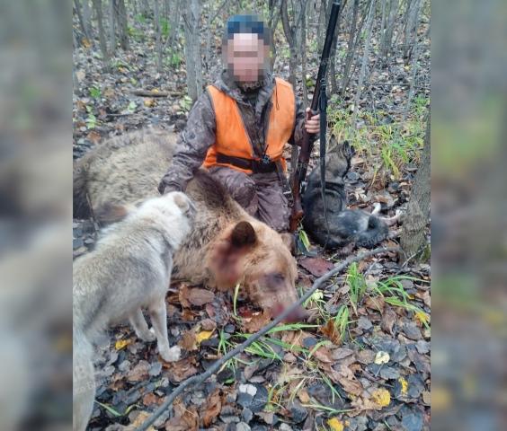 В Гафурийском районе местный житель вместо кабана застрелил медведя