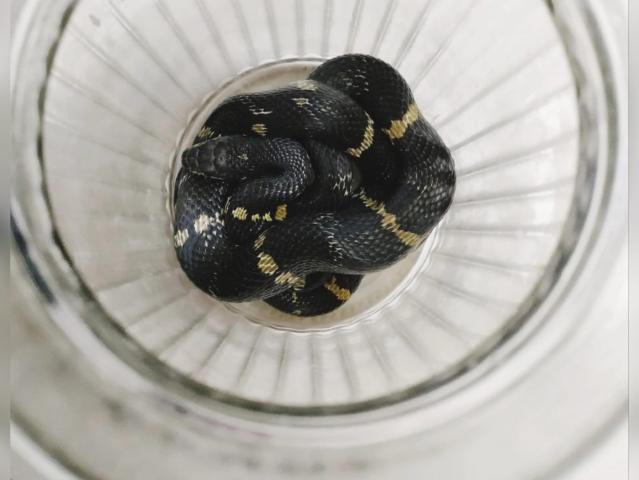 В квартире уфимской многоэтажки нашли метровую змею