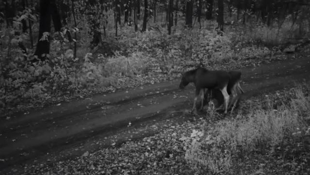 В Башкирии в фотоловушку попалось семейство лосей