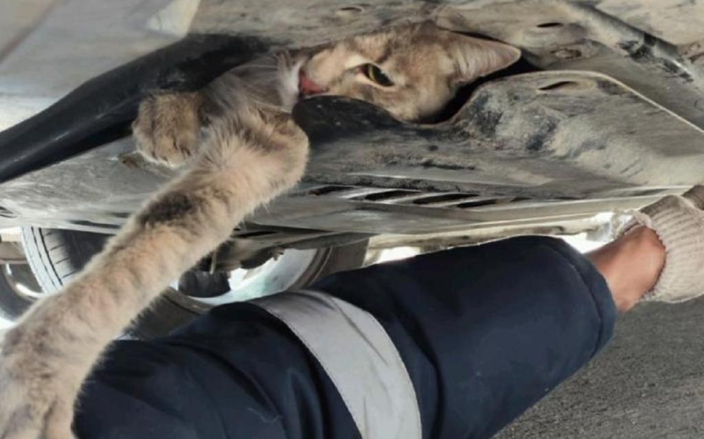 Спасатели в Белорецке вызволили кошку, застрявшую в двигателе машины