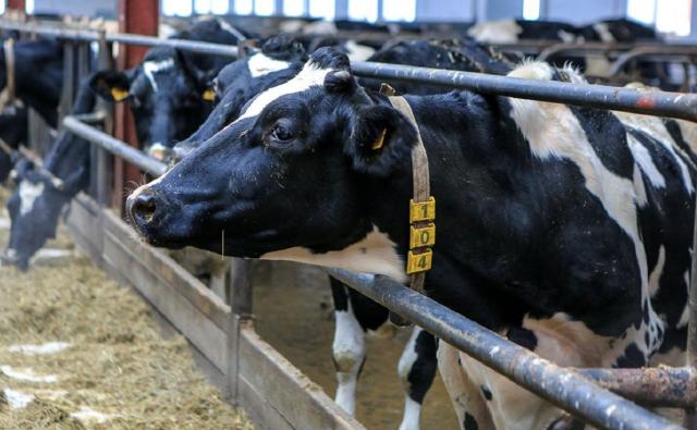 Жительницу Башкирии через суд обязали сдать больных коров на убой