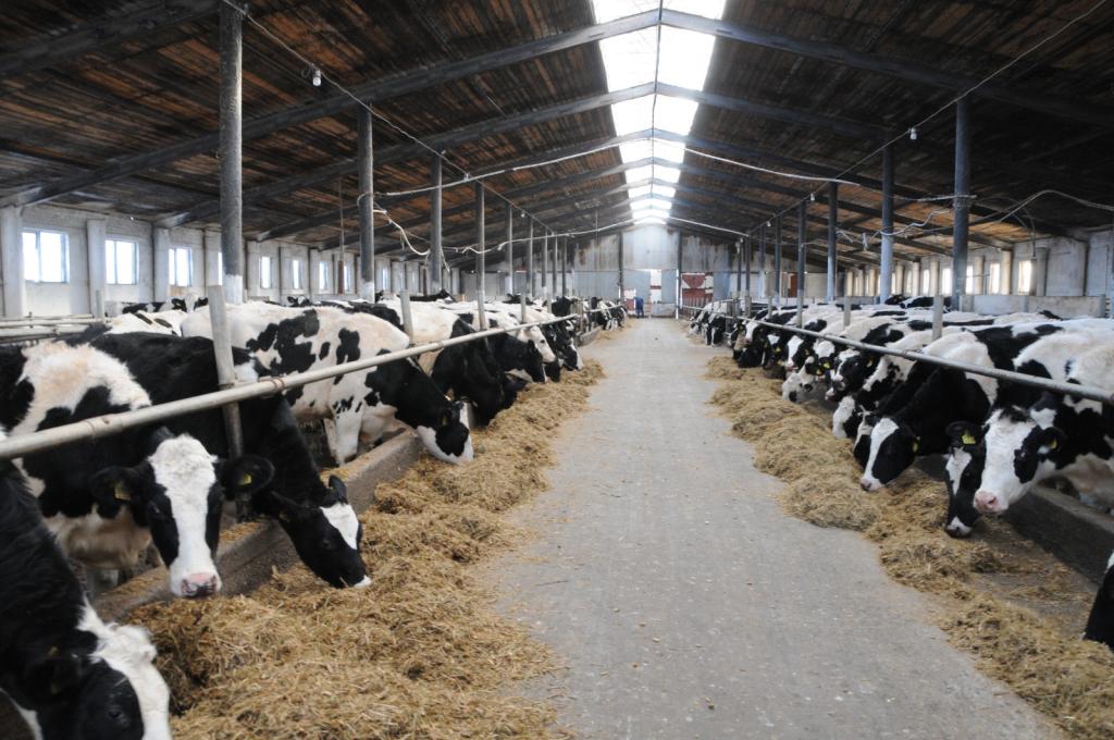 В Башкирии до 2030 года проведут генетическую экспертизу 35 тыс. коров