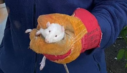 В Уфе спасли домашнюю крысу, застрявшую в оконной створке