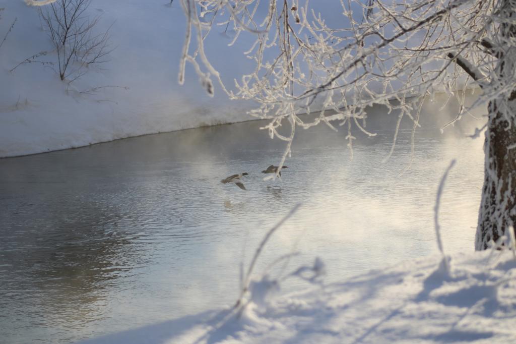 В нацпарке «Башкирия» провели перепись водоплавающих птиц