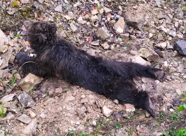 В Башкирии не смогли спасти медвежонка, упавшего со скалы