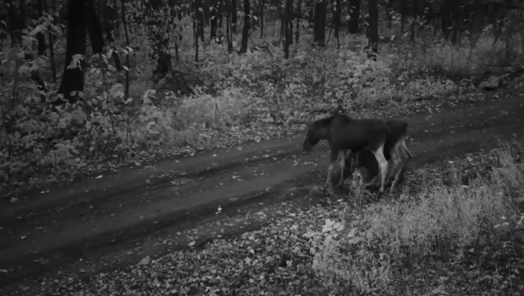 В Башкирии в фотоловушку попалось семейство лосей