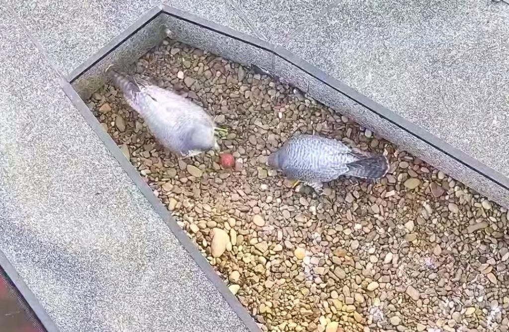 Сапсаны на крыше «Уралсиба» в Уфе снесли первое яйцо