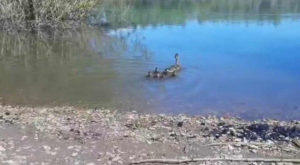 В Уфе спасатели помогли утке с утятами, которые пытались перейти дорогу