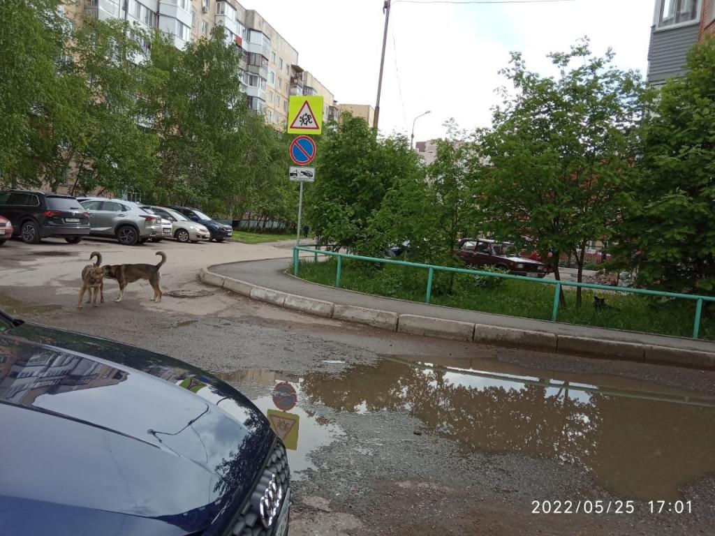 В одном из районов Уфы поселилась стая собак, терроризирующая местных жителей